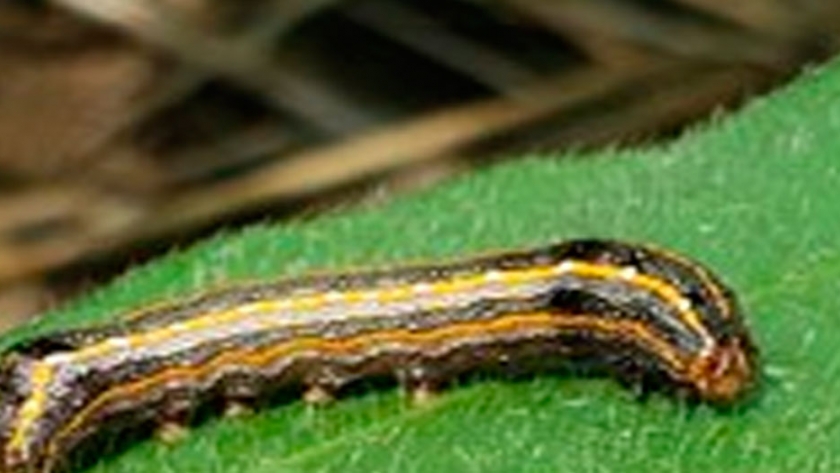 Spodoptera cosmiodes, una nueva amenaza en soja