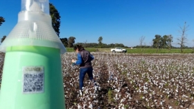 Implementan nueva tecnología para el monitoreo del picudo algodonero