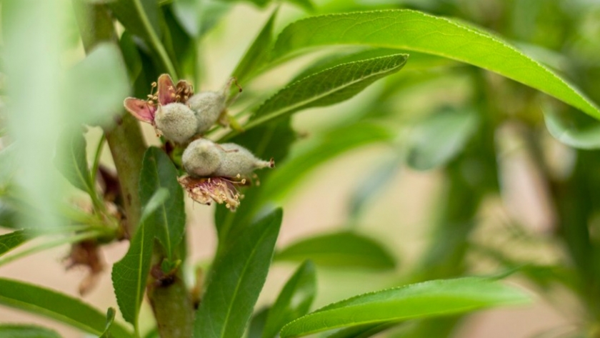 Productores de frutos secos suman tecnología para mejorar la calidad