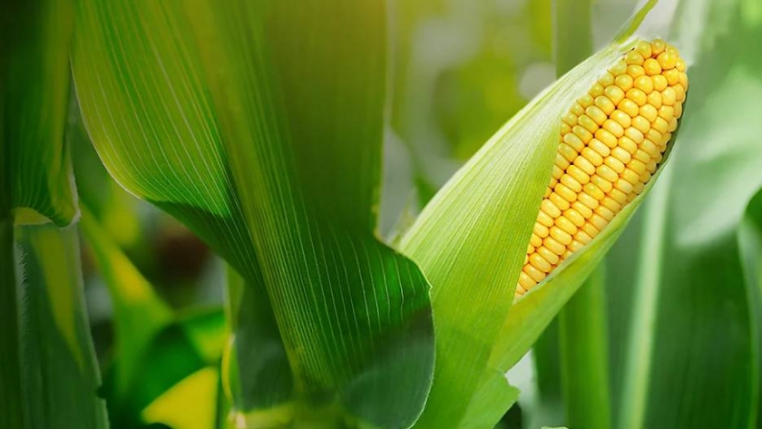 Maíz: tecnología aplicada a semillas y protección del cultivo