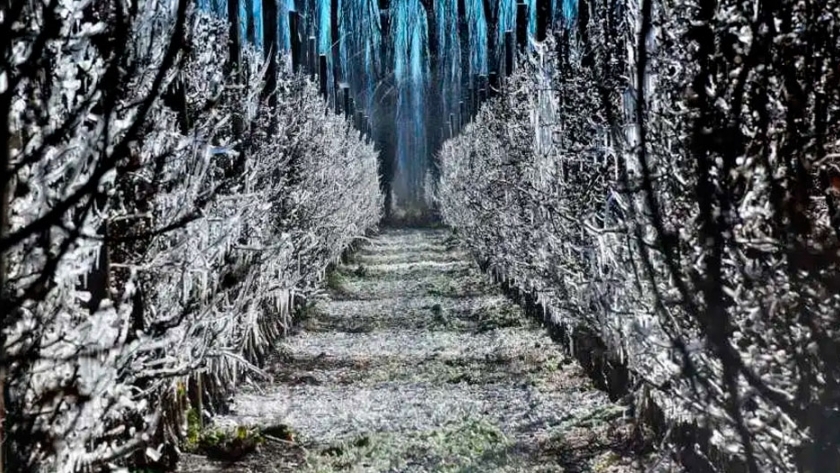 Río Negro: el sector frutícola en alerta por heladas