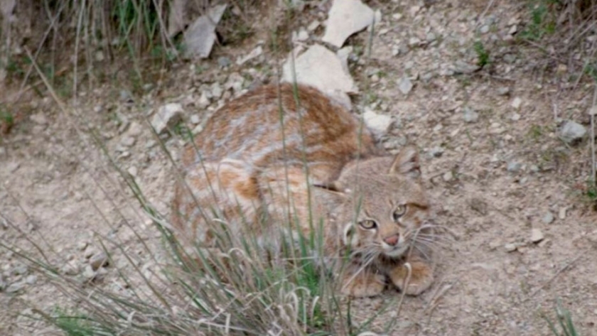 Biodiversidad en el Parque Nacional Los Cardones