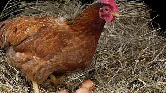 Gallinas ponedoras: Qué factores influyen en el tamaño y peso del huevo