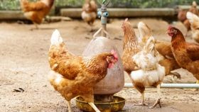 Preocupación en la industria avícola por un proyecto de ley para etiquetar el origen de los huevos