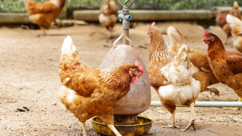 Preocupación en la industria avícola por un proyecto de ley para etiquetar el origen de los huevos