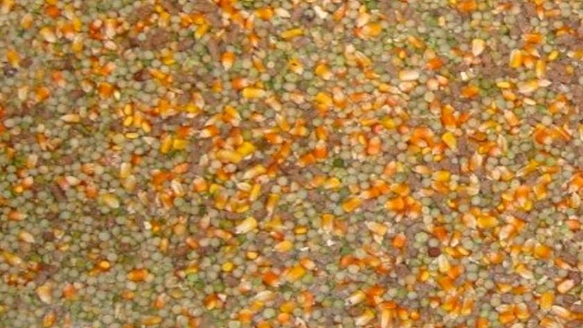 Arvejas, un buen complemento para las producciones mixtas