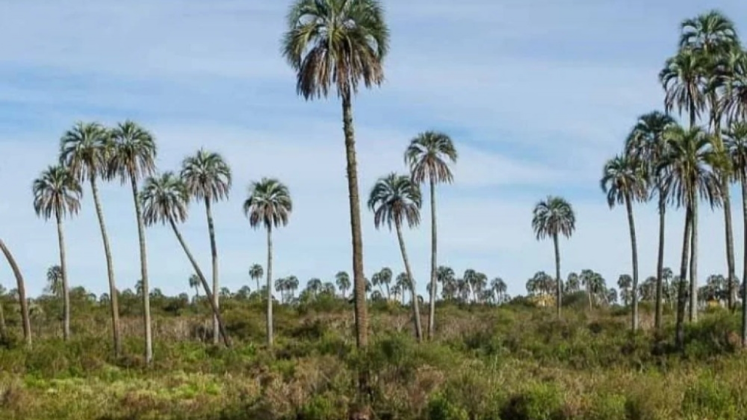 El palmar de 300 años que se puede visitar y tiene hospedaje