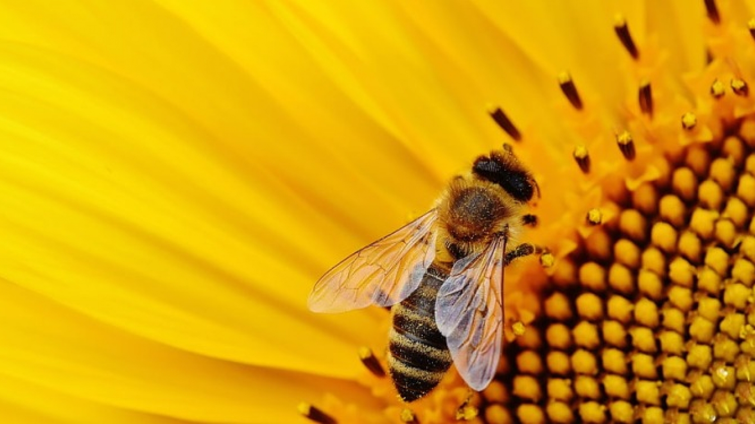 Girasol: el conflicto en el Mar Negro eleva los precios y mejora las perspectivas para los productores argentinos