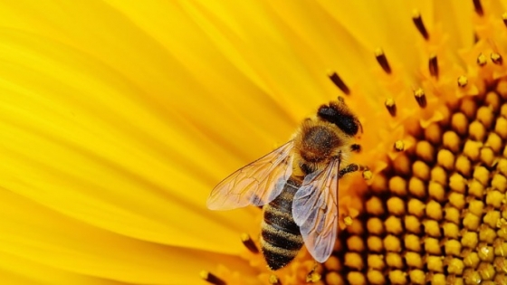 Girasol: el conflicto en el Mar Negro eleva los precios y mejora las perspectivas para los productores argentinos