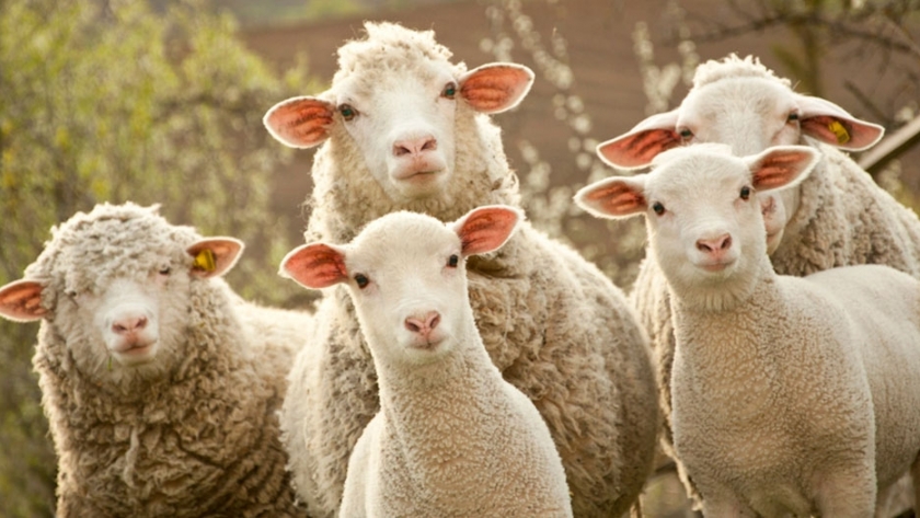 Cómo tratar y prevenir la sarna común ovina
