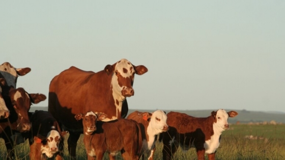 Márgenes ganaderos: la cría sigue afirmándose de la mano de valores históricos para el ternero