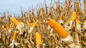 El desafío de incrementar los rendimientos en maíz en Entre Ríos