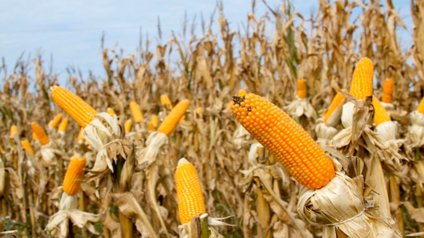 El desafío de incrementar los rendimientos en maíz en Entre Ríos