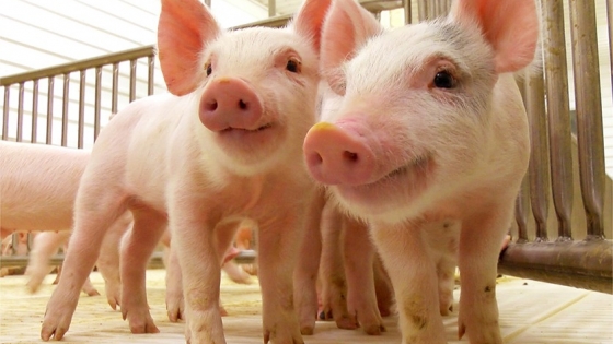 El mal momento de los pequeños productores porcinos: “Muchos han dejado la actividad”