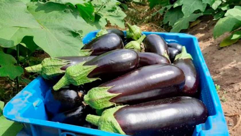 Comenzó la cosecha de berenjenas en el predio de Sol Puntano