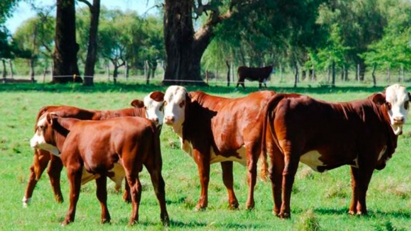 Preparan una lista de mandamientos para poder asegurar que la carne vacuna sea producida de modo sustentable