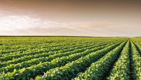 Nuevo informe de la NFF de Australia prepara la agricultura para un futuro sostenible