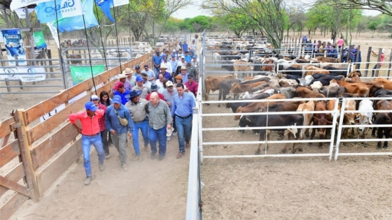 Harán remates ganaderos para descomprimir campos ubicados en las zonas afectadas por crecida del Pilcomayo