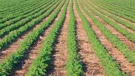 Un productor entrerriano necesita 1.087 kilos de soja de segunda por hectárea para cubrir costos