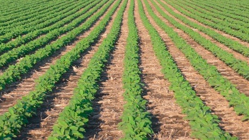 Un productor entrerriano necesita 1.087 kilos de soja de segunda por hectárea para cubrir costos