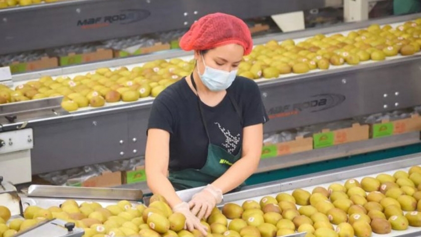 Avance de temporada 2020-2021: Exportaciones de frutas frescas chilenas crecen 9%
