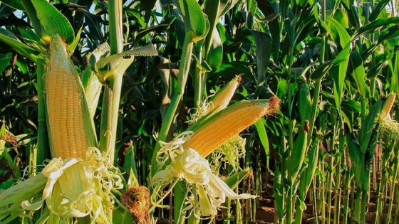 Los precios hacen saltar la rentabilidad del maíz