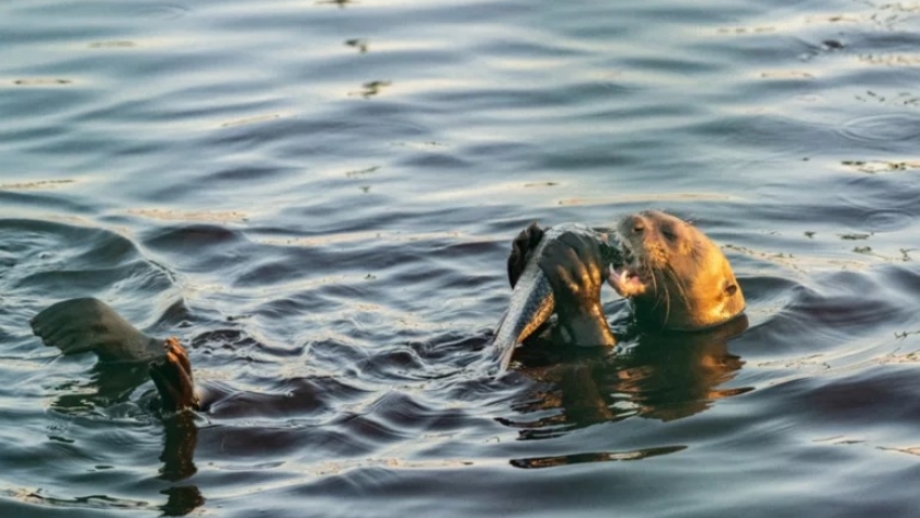 La nutria gigante Nanay, ya vive en el parque Iberá de Corrientes