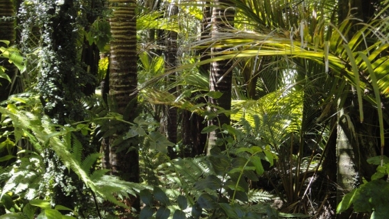 Crearon el Biocorredor Amazónico para la protección de más de 2 millones de hectáreas y 18 mil kilómetros de ríos