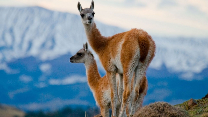Ya es oficial: La Argentina cuenta con un plan para el aprovechamiento racional del guanaco