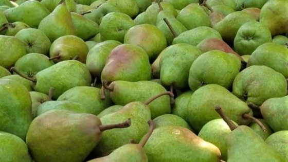 El Alto Valle pone fecha a la primera cosecha: la pera Williams abre la temporada el 9 de enero