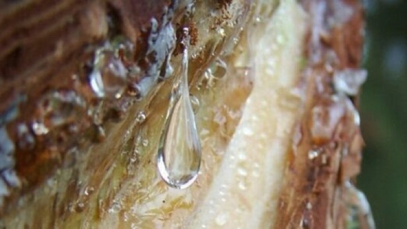 Bioeconomía: Brasil y Argentina se posicionan a nivel global como la cuenca más eficiente en rendimiento y actividad de extracción de resina de pino