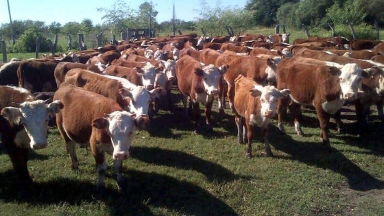Mendoza cuenta con más de 1.400.000 cabezas de ganado distribuidos en 6.532 establecimientos productivos