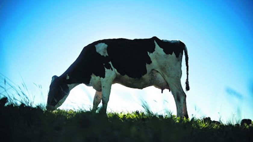 La inversión en genética en la producción de leche: "Es un componente fundamental"