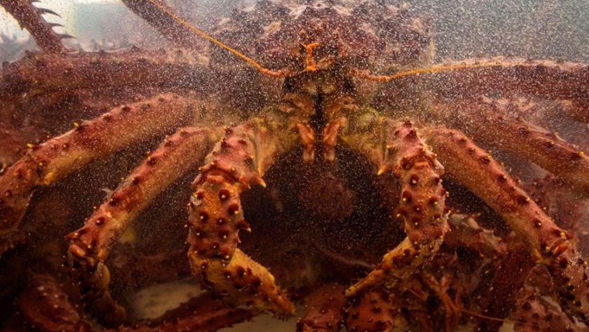 Especialistas en centolla de Chile y Argentina realizaron Workshop para analizar el estado del recurso