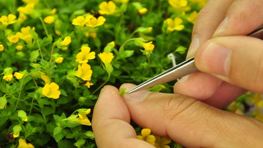 Conservación ex situ y valoración de las colecciones de germoplasma de la Red de Recursos Genéticos Vegetales de INTA