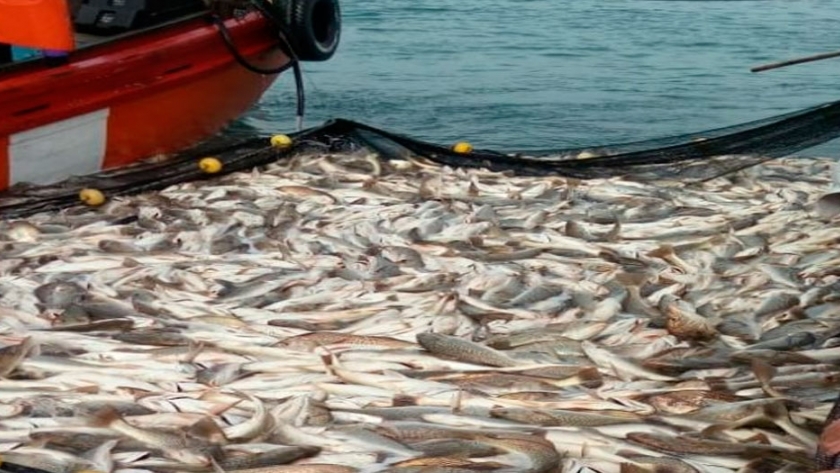 Determinan captura total permisible de corvina 2020