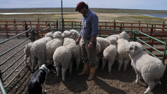Productores ovinos recibieron el pago del Plan Lanar