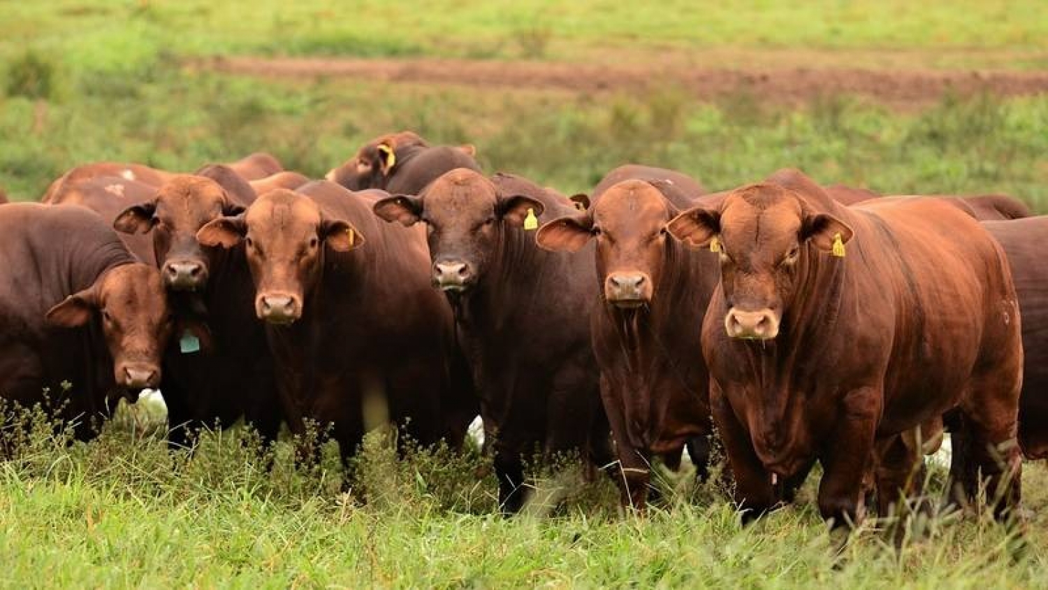 Ganadería en Las Lomitas: avance en genética