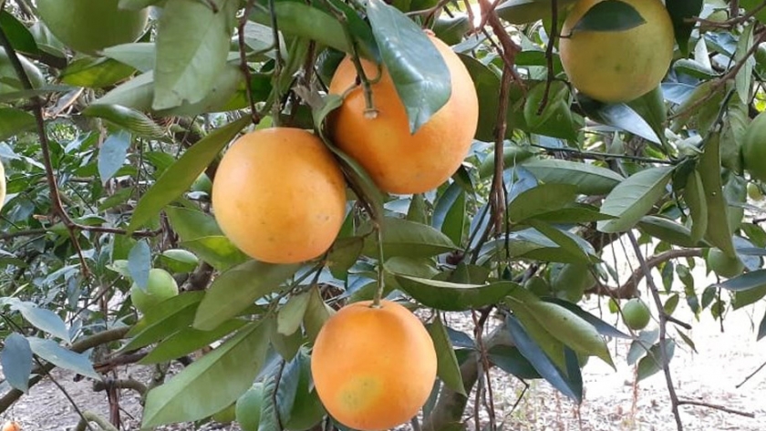 Entre Ríos: Jornada de actualización de BPA en la producción frutihortícola