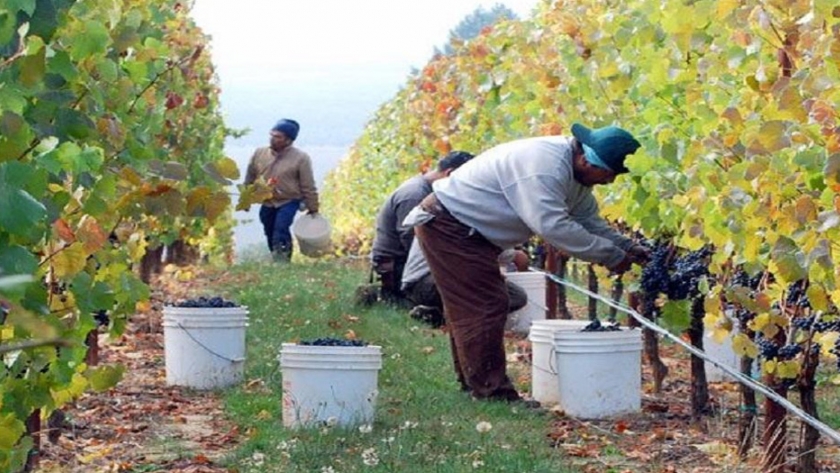 La importación de uva le quita $us 5 MM a los productores