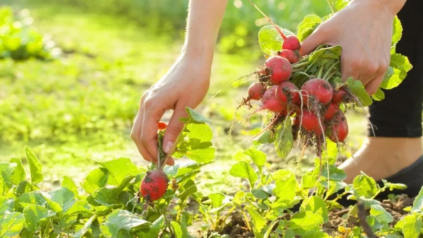El Ministerio de Producción capacitará en agroecología a escuelas generativas