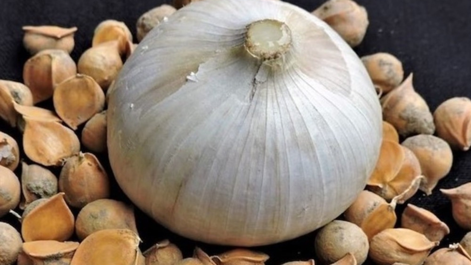Ajo elefante: anticipar la siembra mejora el peso y la calidad de los bulbos