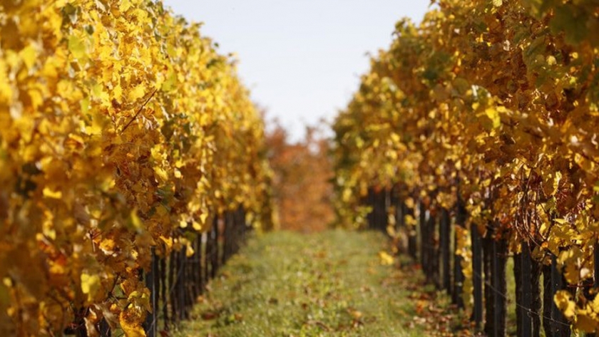 Ningún vino se queda atrás: cómo quiere Alemania adaptarse al cambio climático