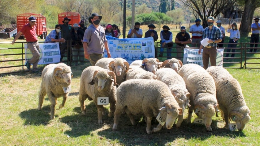 Se realizó en Aluminé la 7° edición de la Feria de Ovinos