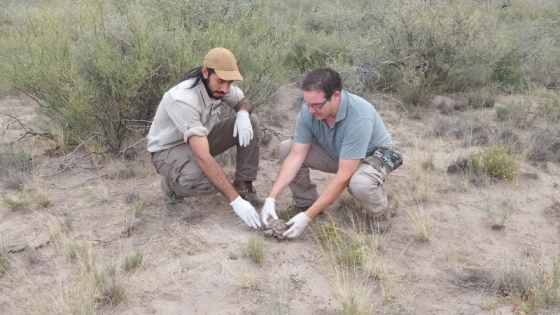 Liberaron tortugas y cardenales amarillos en la Reserva Provincial Pichi Mahuida