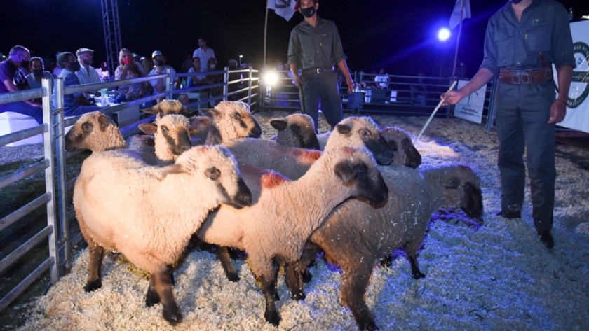 Récord de ventas en el primer remate de animales menores 100% misionero