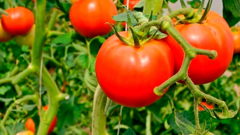 Tomate: Corrientes lucha contra la Tuta absoluta