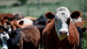 Avanza la lucha contra la brucelosis bovina en Argentina con nuevas cepas de vacuna