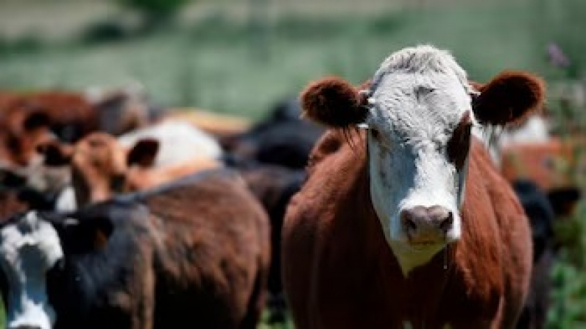 Avanza la lucha contra la brucelosis bovina en Argentina con nuevas cepas de vacuna