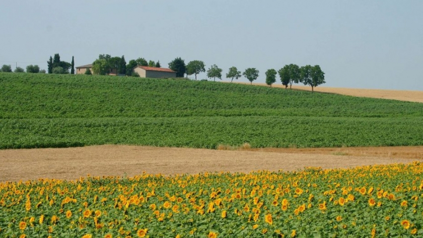 La imprudente insistencia en prohibir los ensayos con GMO